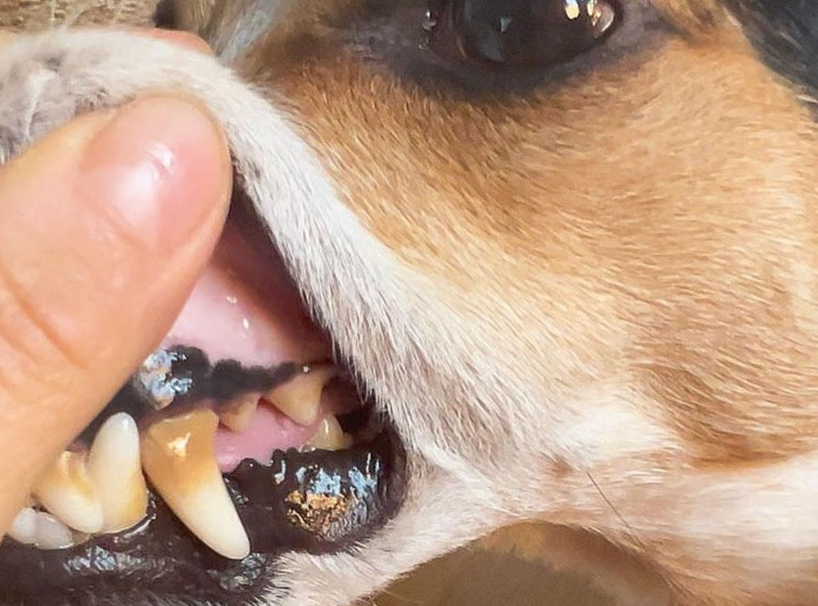 Dientes de perro con sarro