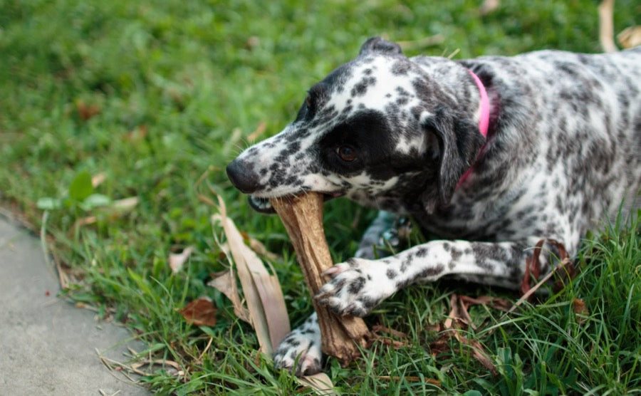 Perro mordiendo un palo